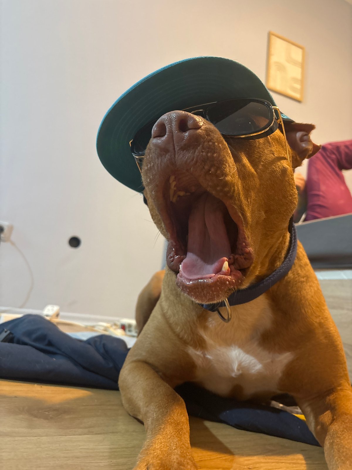 Dog spotted wearing sunglasses and cap in Sofia