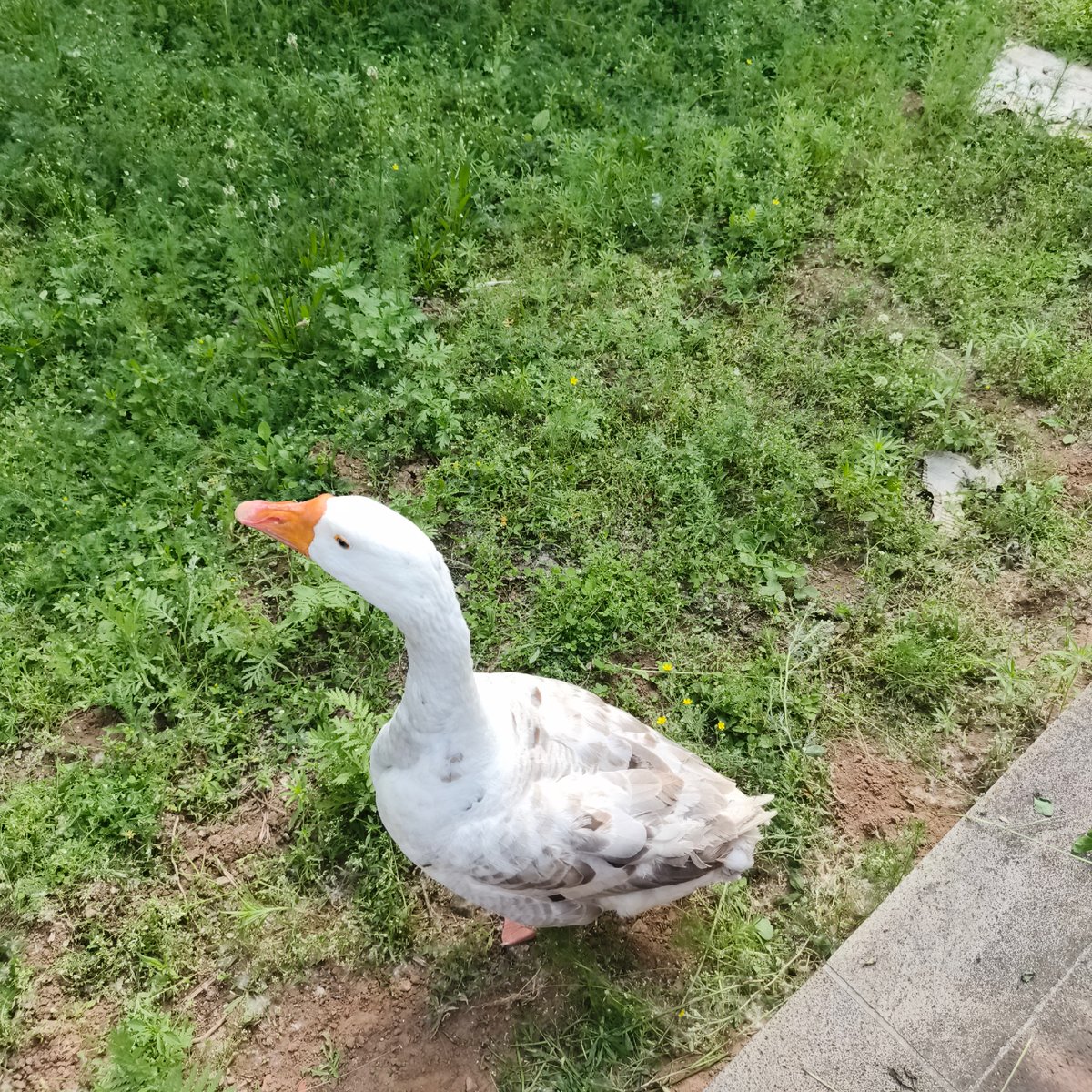 Geese encounters and street moments in Chaikovsky, Russia