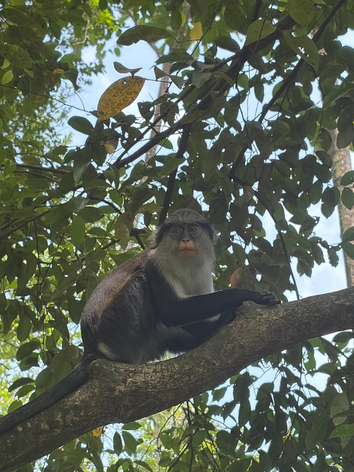 Visitor documents wildlife and walkways at Lekki Conservation Centre
