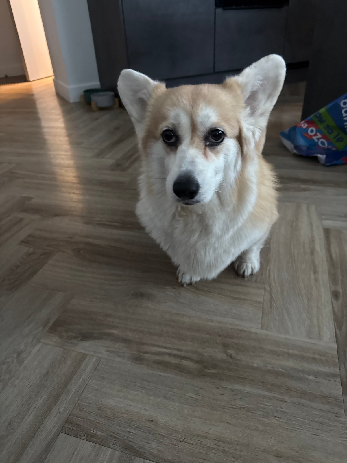 Corgi photographed on wooden floor in Krasnoyarsk home
