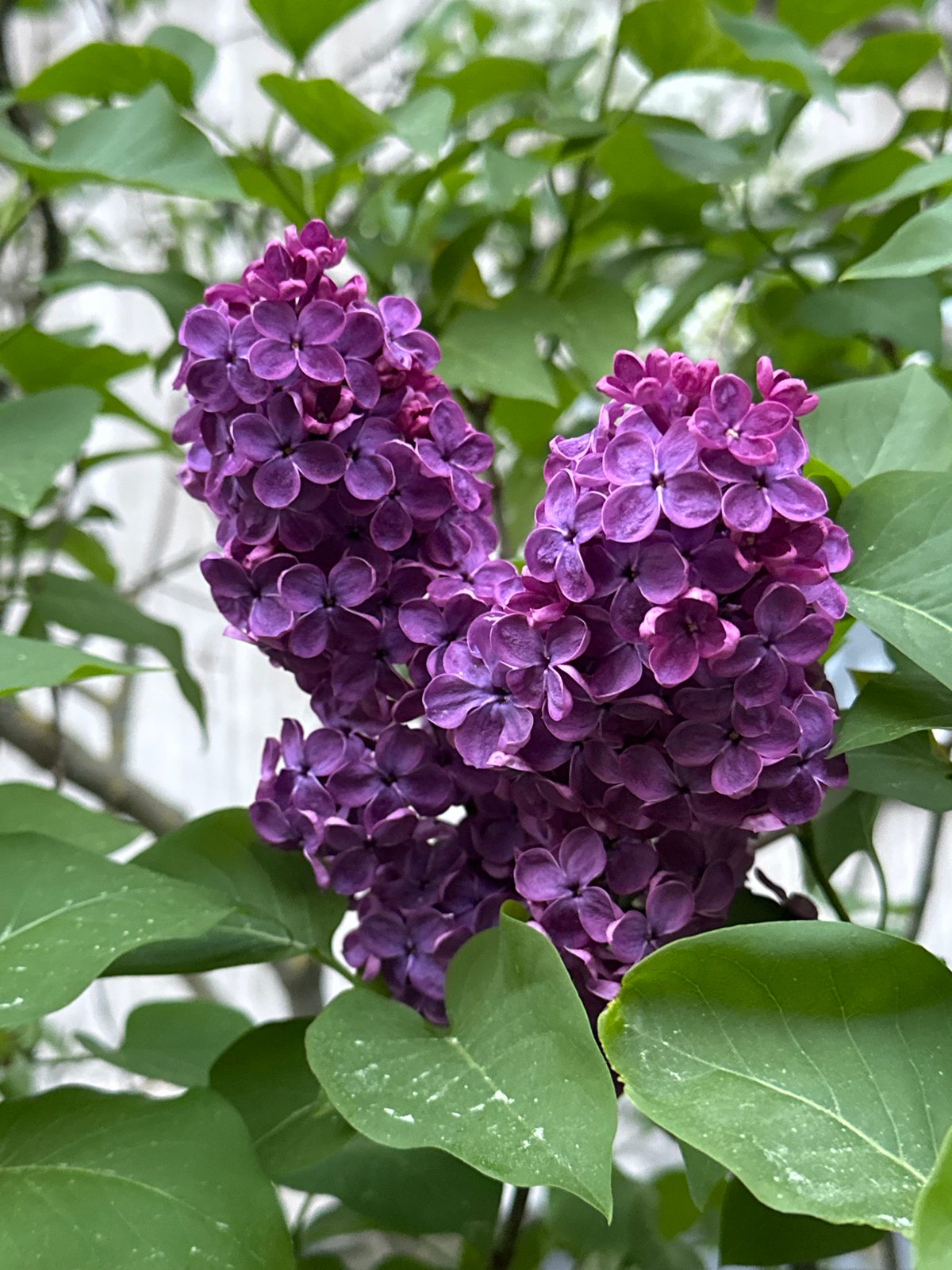 Spring lilacs bloom across Riga as flags honor Ukraine