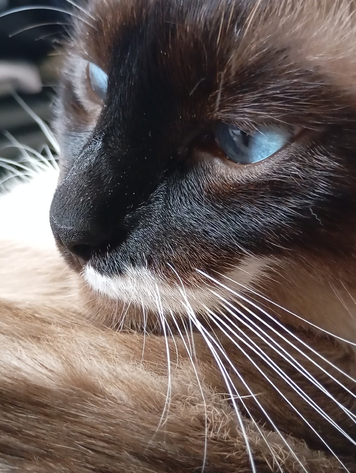 Siamese cat's slow morning in Batumi, up close