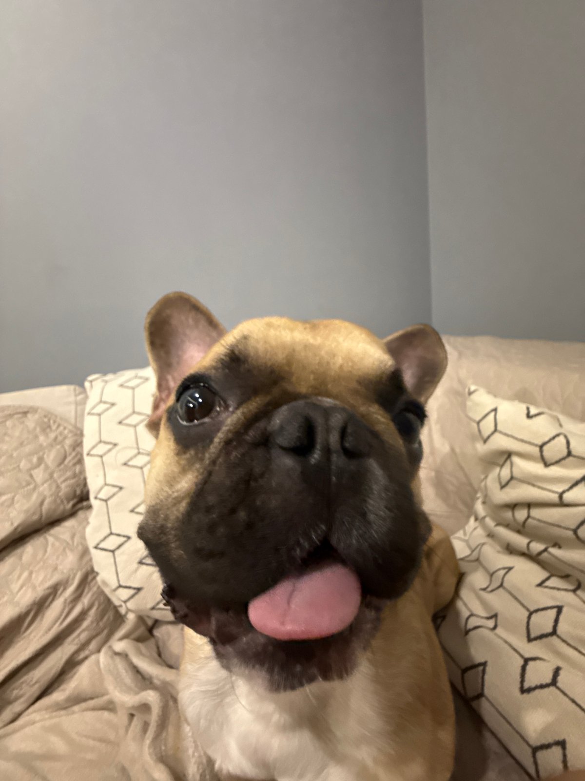 French Bulldog's afternoon documented in 19 intimate moments, Burgas