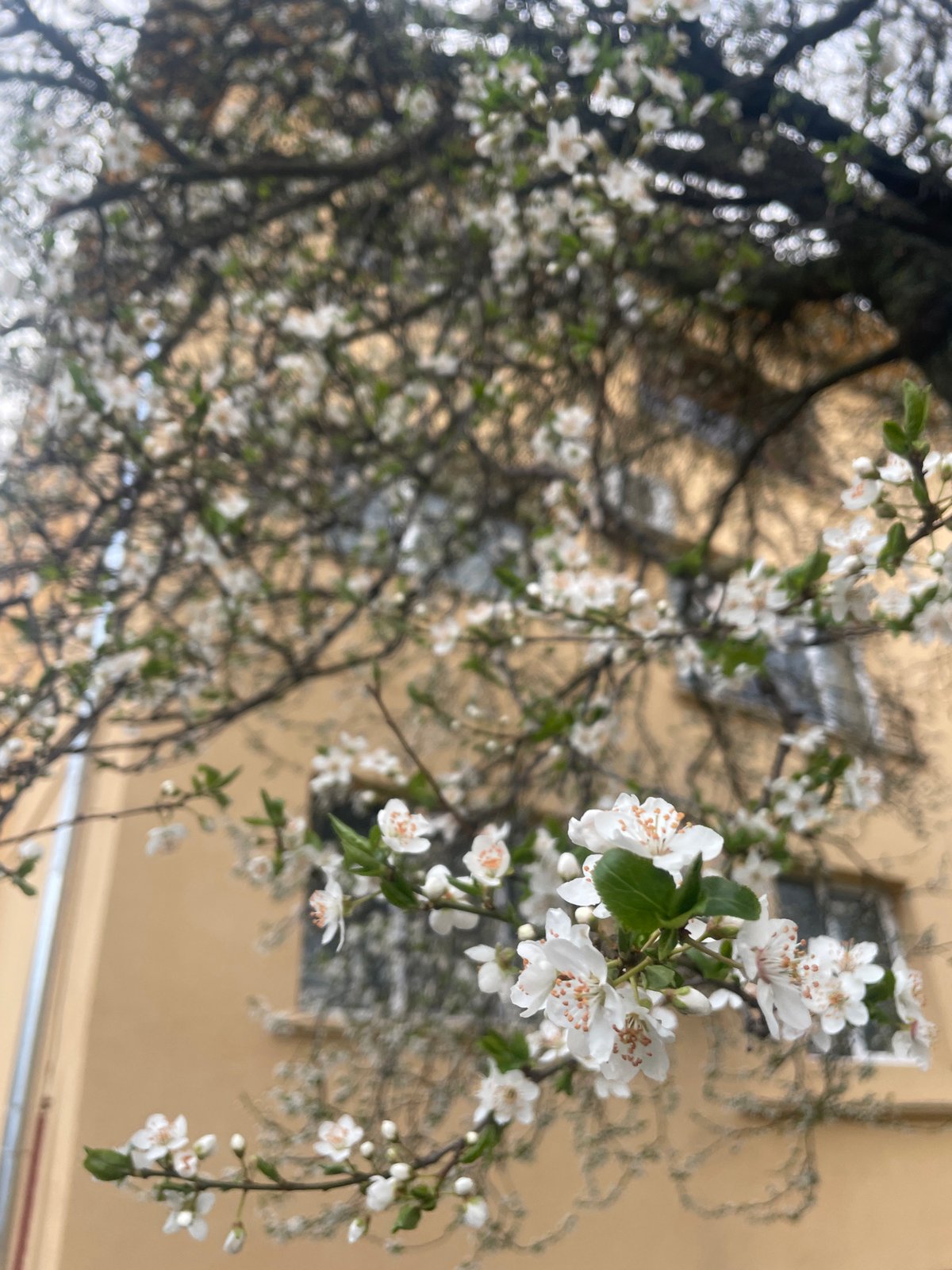 Spring blossoms documented against yellow building in Sofia