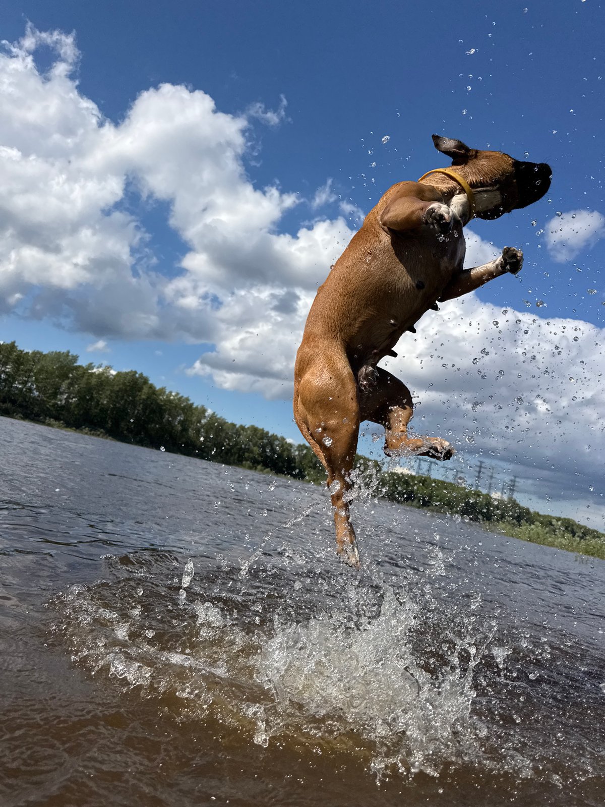 Dog day out by the water in Chaikovsky, Russia