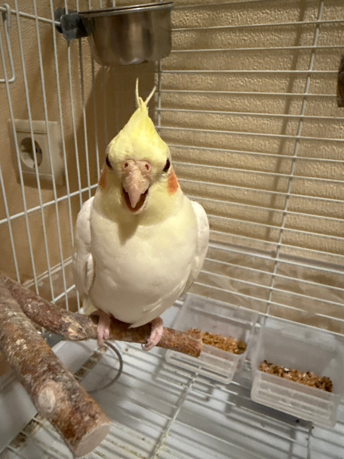 Pet cockatiel observed chirping in Moscow home cage