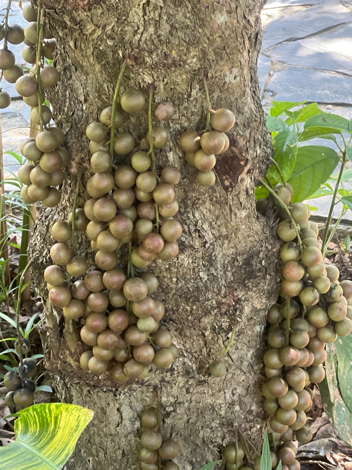 Morning visit to a lush eco-park on the outskirts of Đà Nẵng