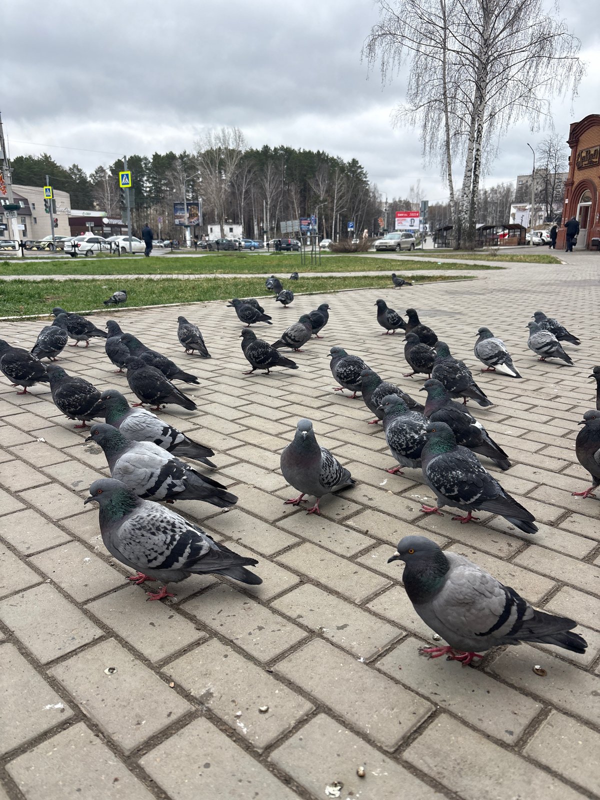 Morning life captured across Chaikovsky: pigeons, pets, flowers, selfies