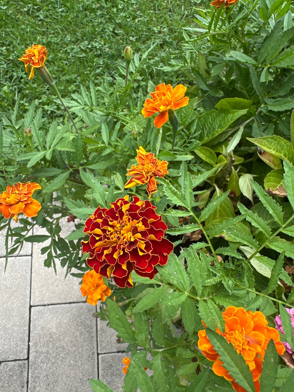 Garden blooms, a sleeping cat, and smoothie prep at a German home