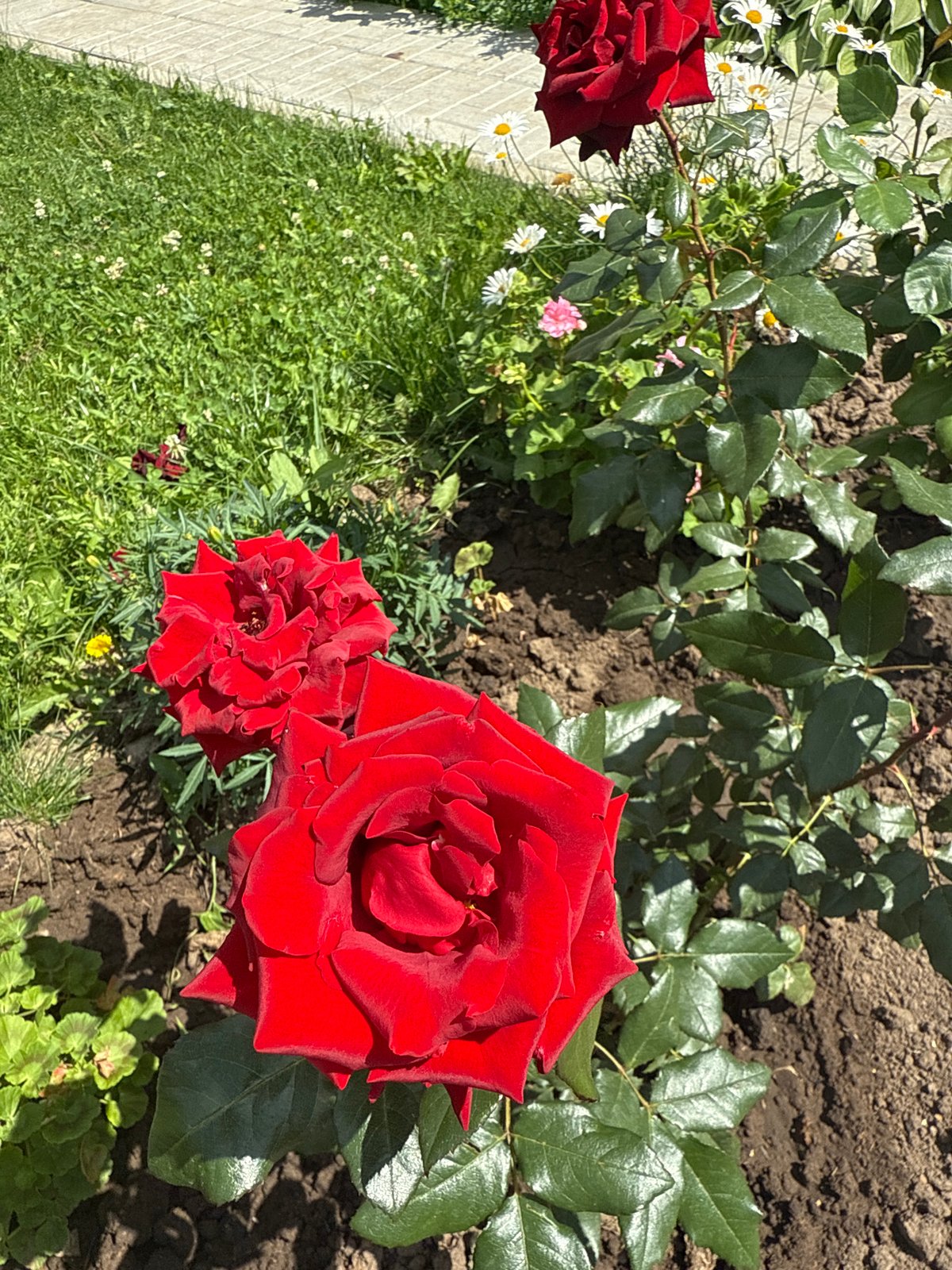 Deep red roses in bloom along a Kazan pathway