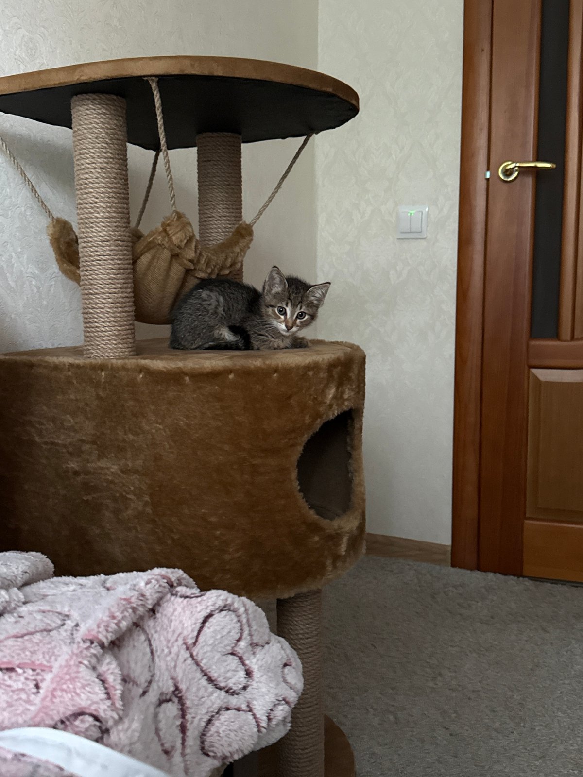 Kitten explores cat tree during indoor photo session