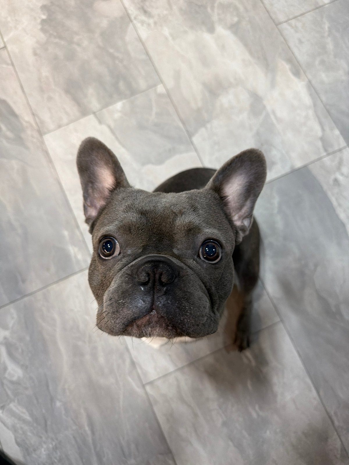 French Bulldog photographed repeatedly during afternoon in Ruse, Bulgaria