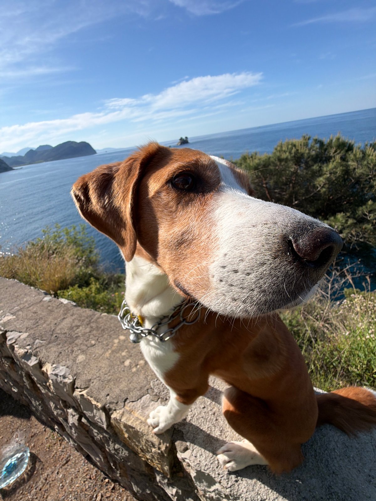 Dog photographed on rocky hillside in Montenegro morning