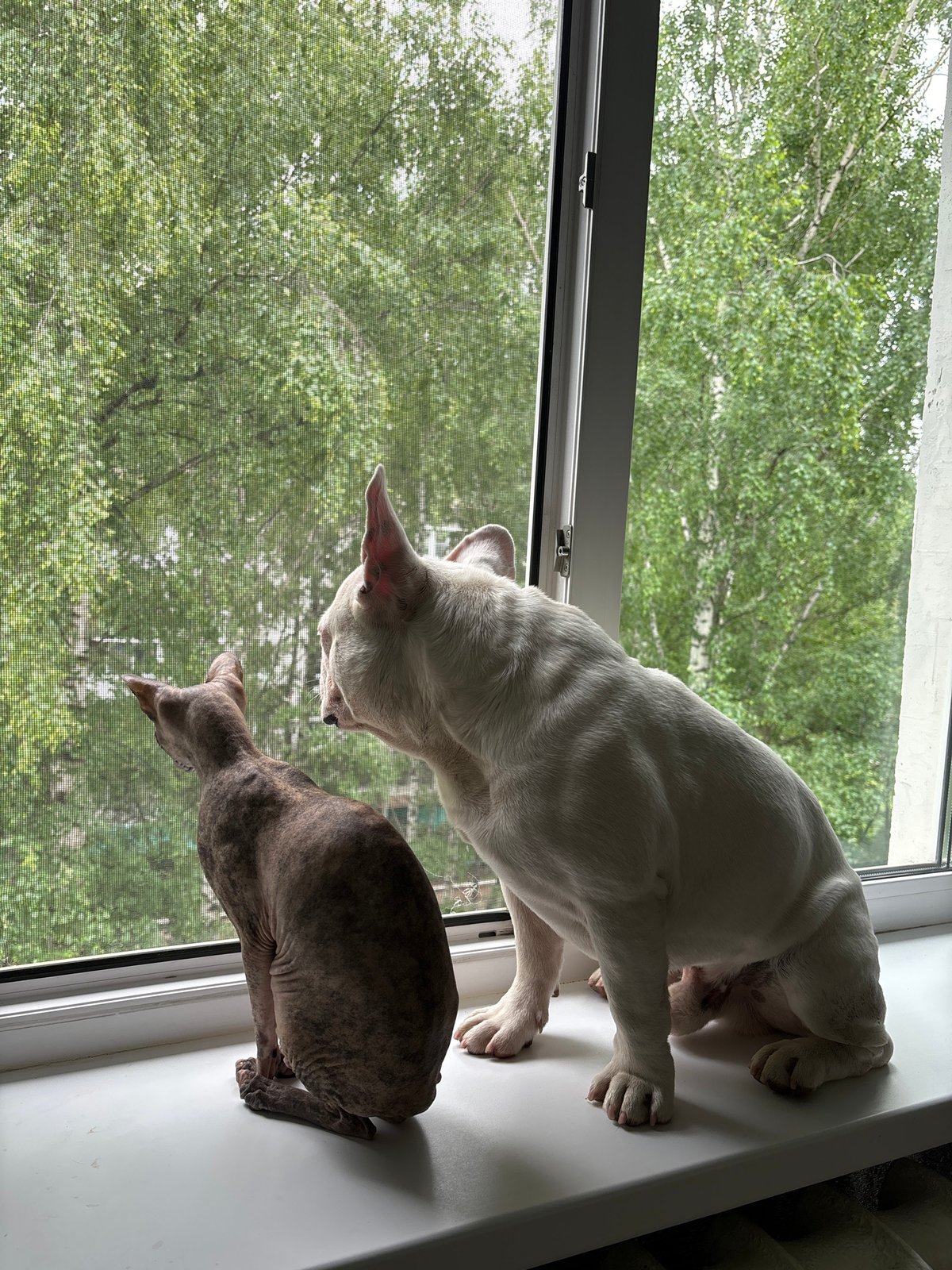 Domestic moments with pets, dessert, flowers documented in Chaikovsky