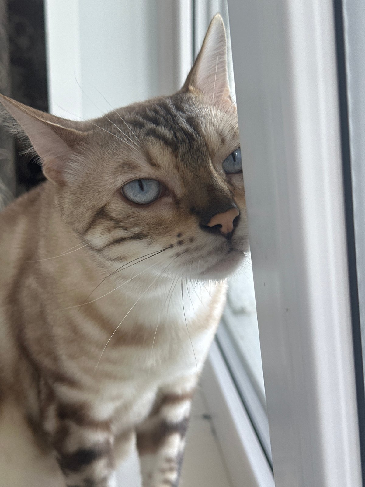 Bengal cat portraits and a landscape, Energetik, Russia