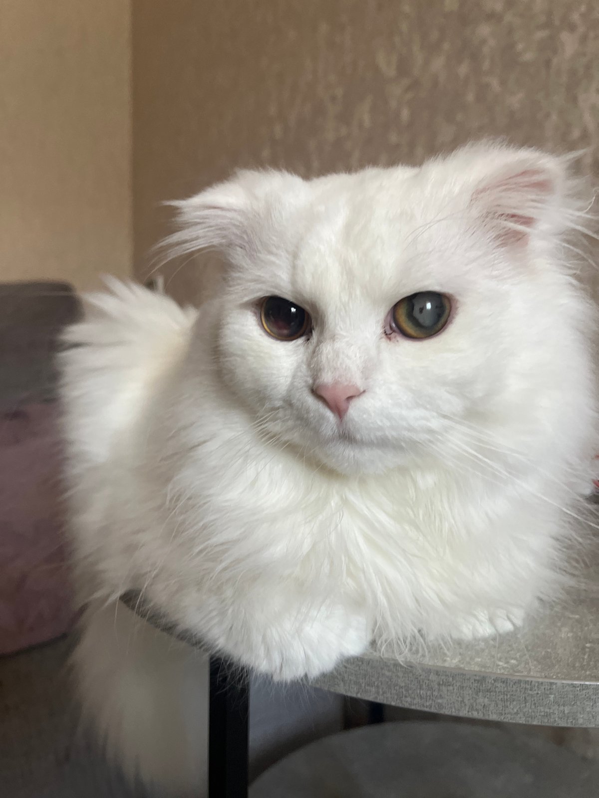 White cat with heterochromia resting in Tikhoretsk