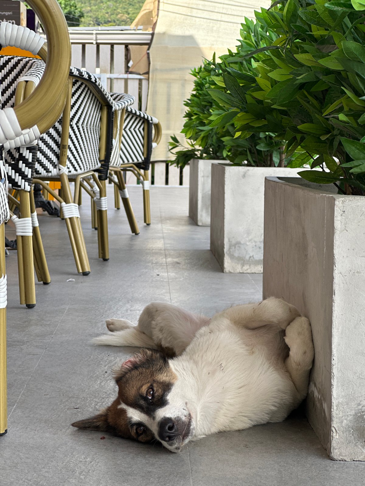 Dog seen resting peacefully around Ko Pha Ngan, Thailand