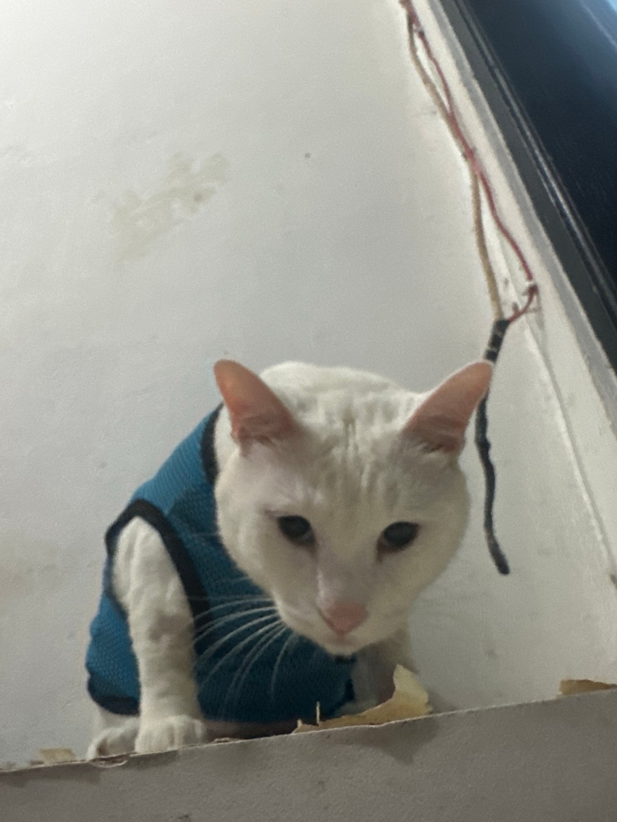 White cat in blue harness spotted around North Jakarta building