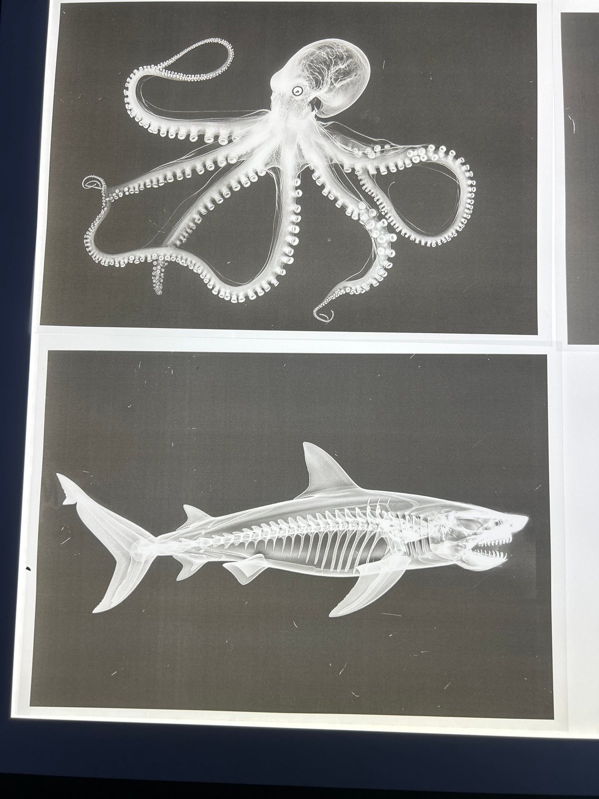 Marine life X-ray images observed in North Wollongong
