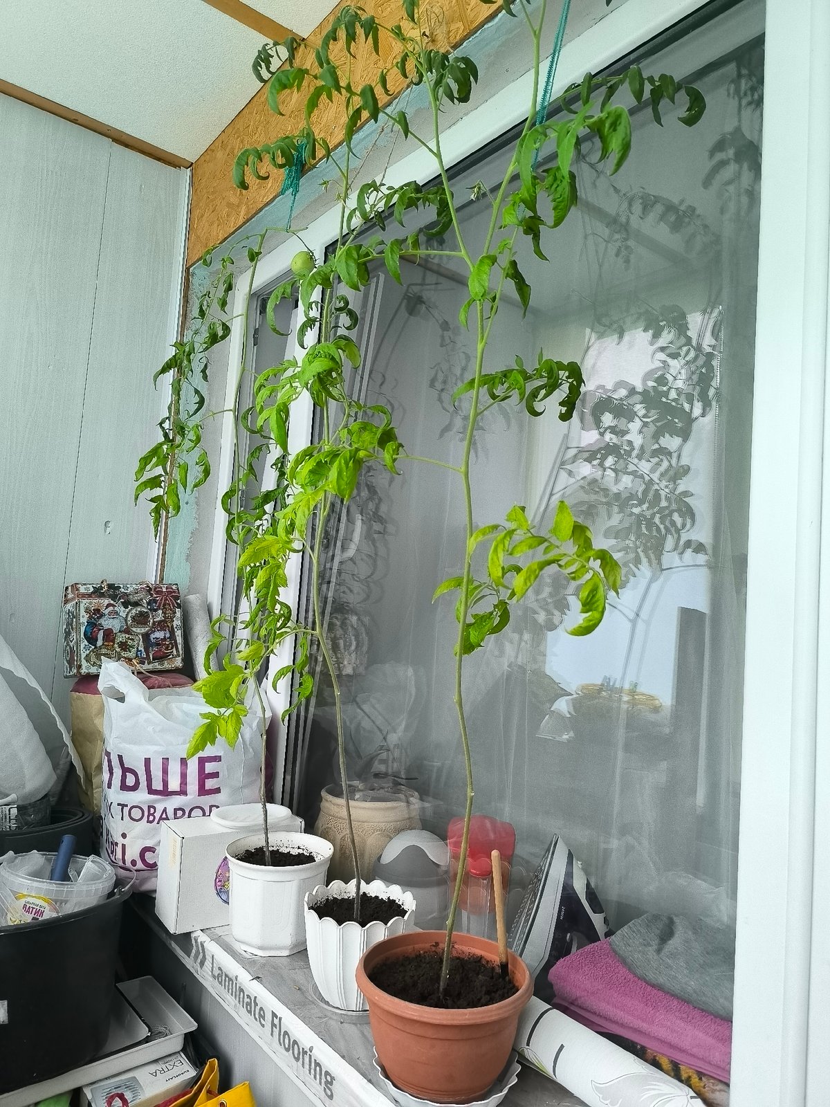 Quiet domestic scenes and outdoor greenery in Kaliningrad
