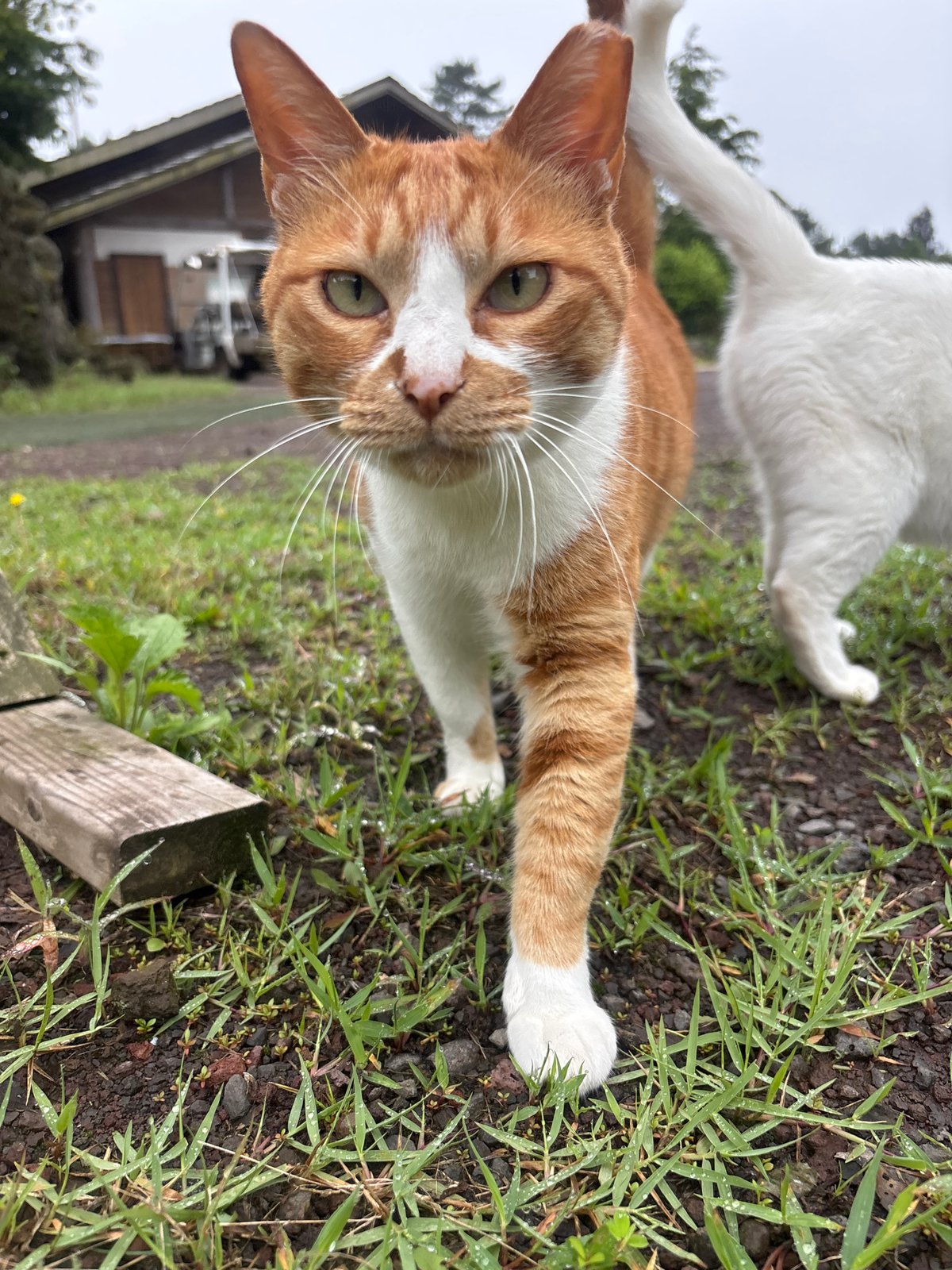 Two cats at a Jeju garden, one with striking heterochromia