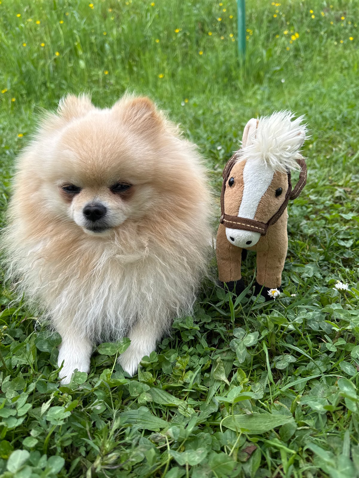 Pomeranian plays with toy horse in German park