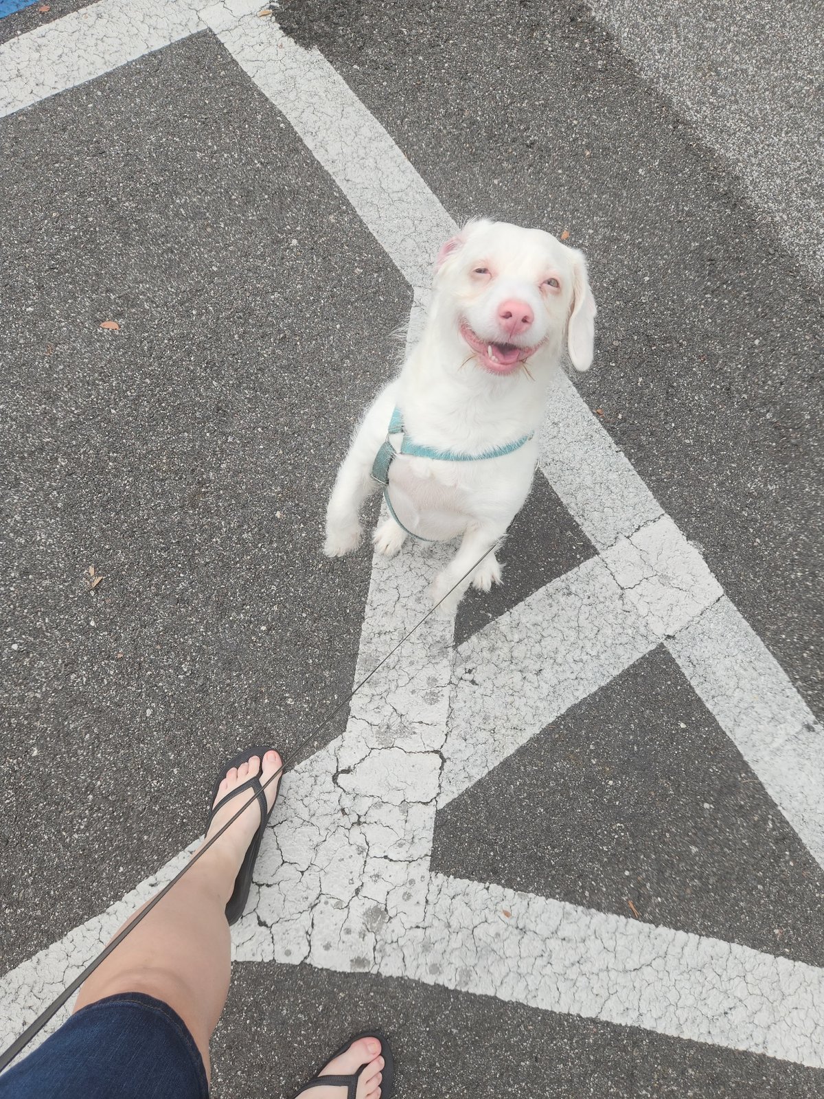 White dog on a walk through Altamonte Springs