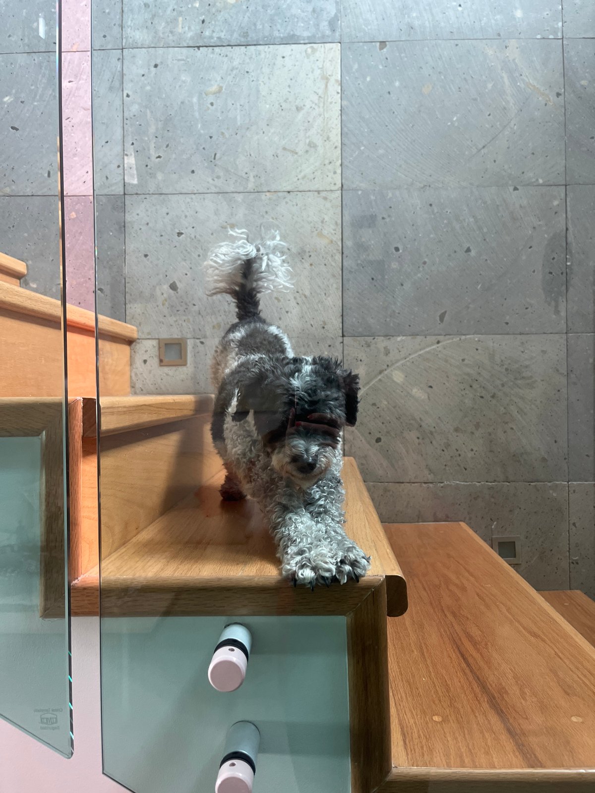 Curly-haired dog photographed on staircase in Mexico neighborhood