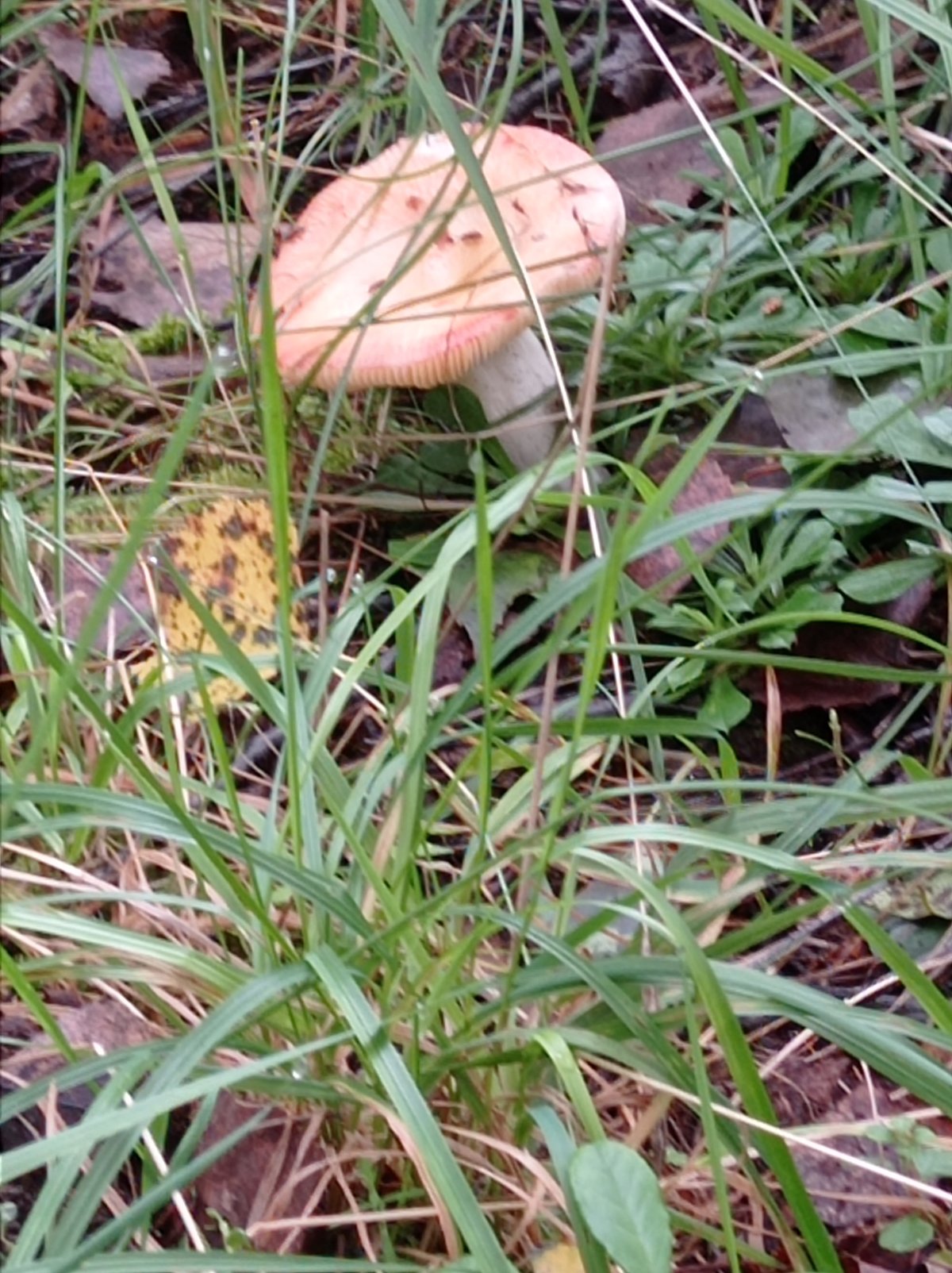 Mushrooms, wildlife, and cats in a Russian forest town