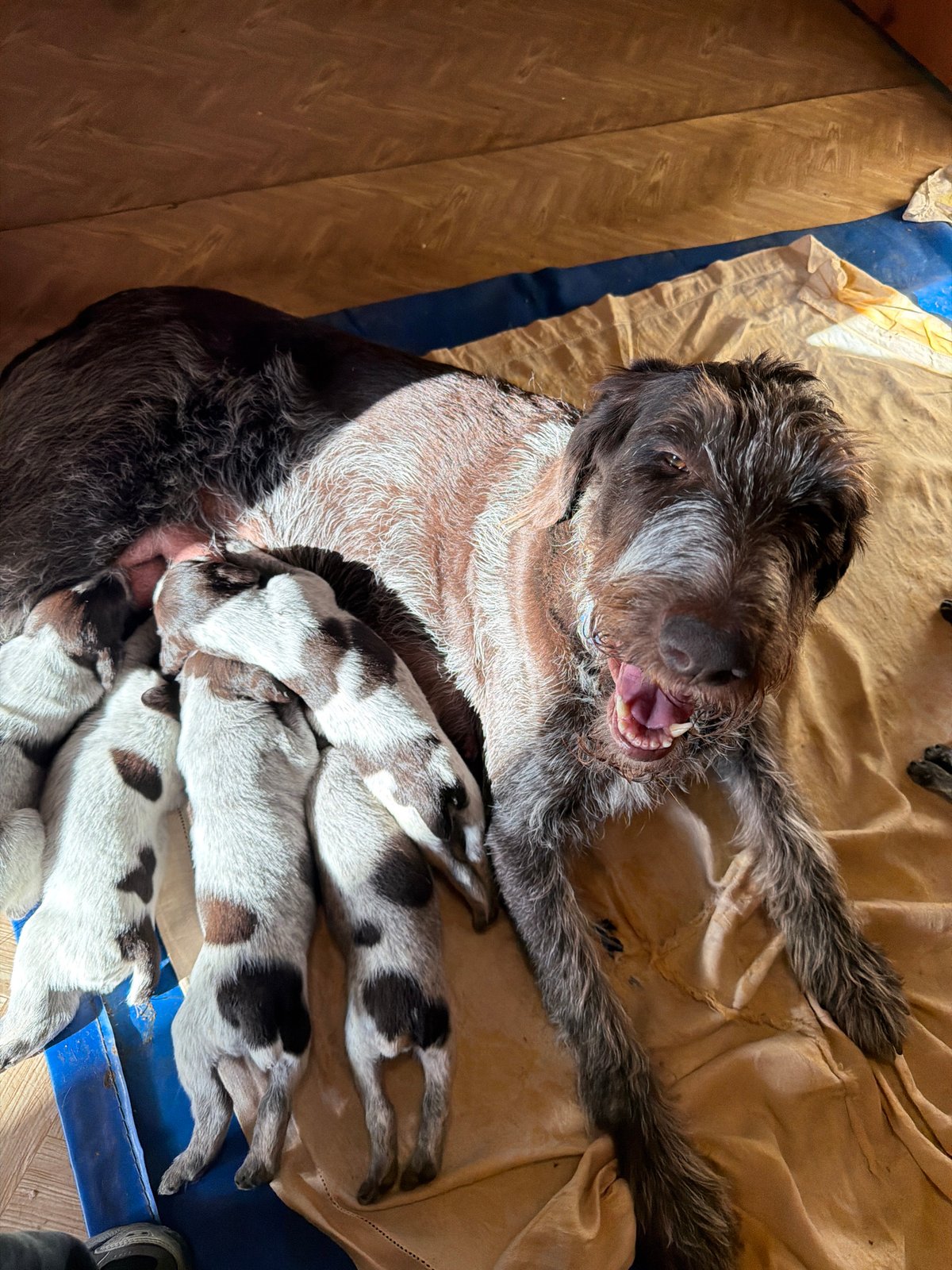 Family welcomes new litter of puppies in Khimki home