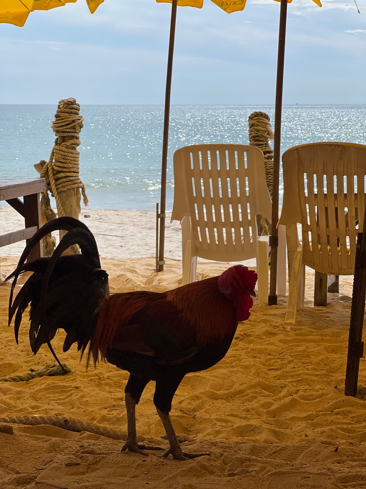 Chickens roam beachfront restaurant during morning hours