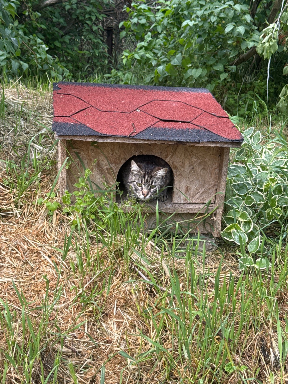 Tabby cat and blooming roses spotted in Varna garden