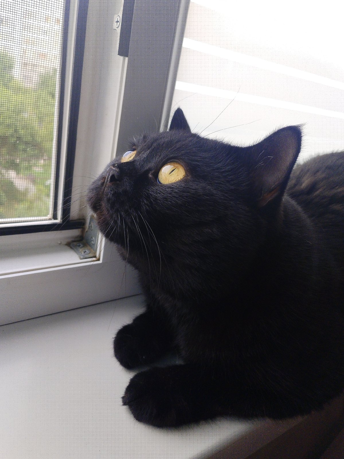 Black cat at the window, staring out