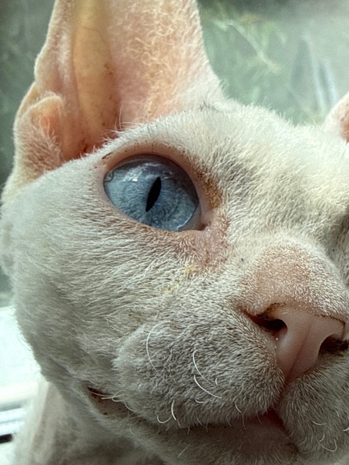 Decorative objects, a cat, and nursery items at home