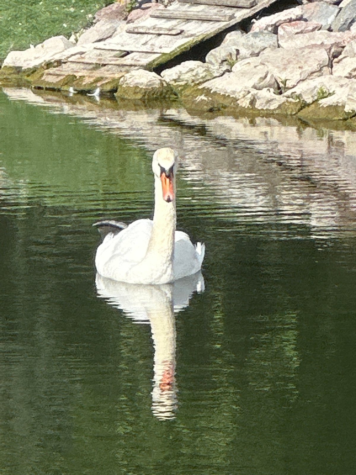 Swans and ducks at a park pond in Ufa, Russia