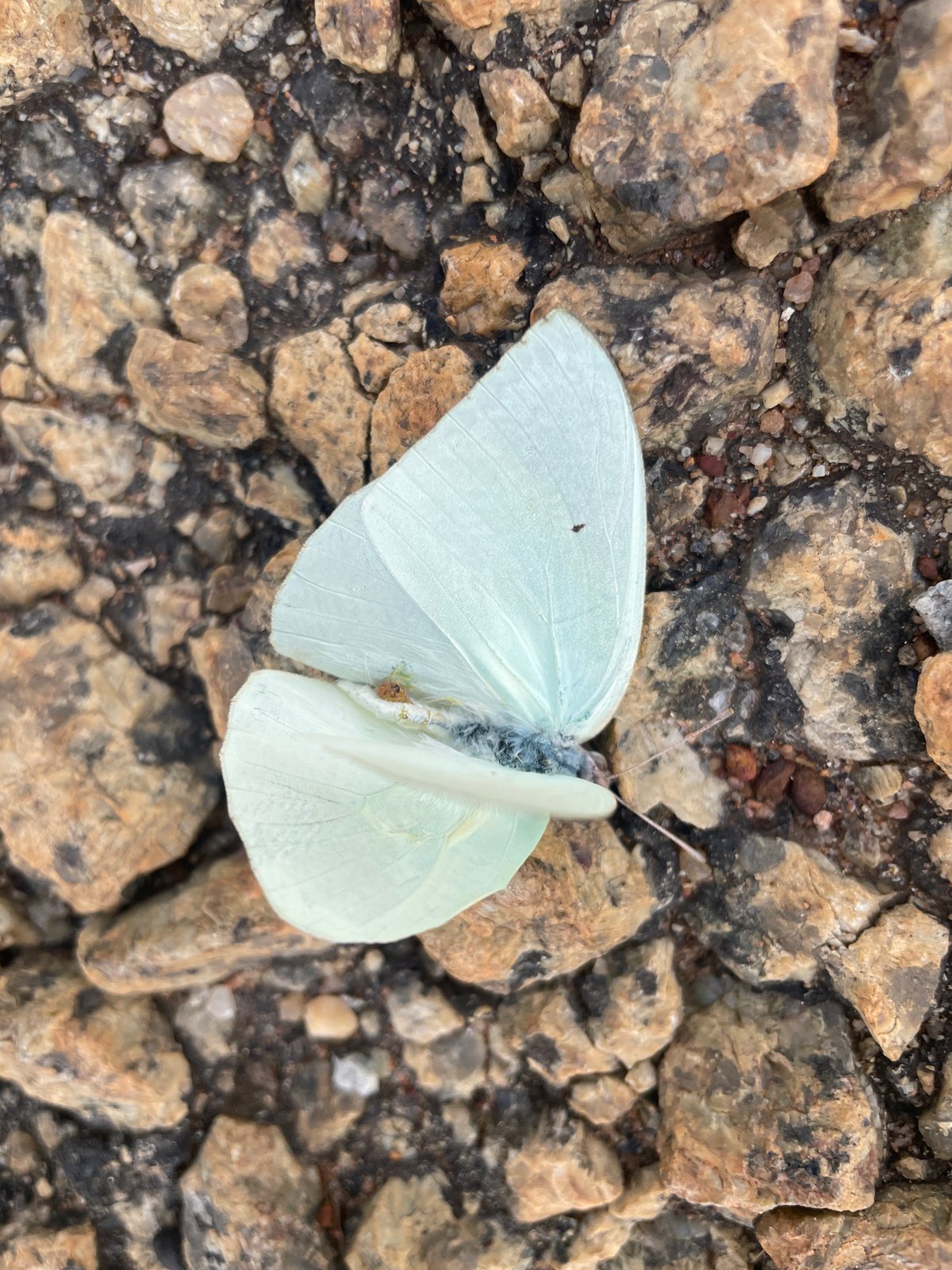 Delicate pale blue butterfly examined up close in Jos, Nigeria