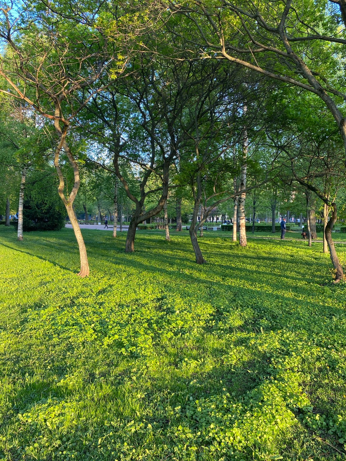 Sunlit park scene observed in Saint Petersburg