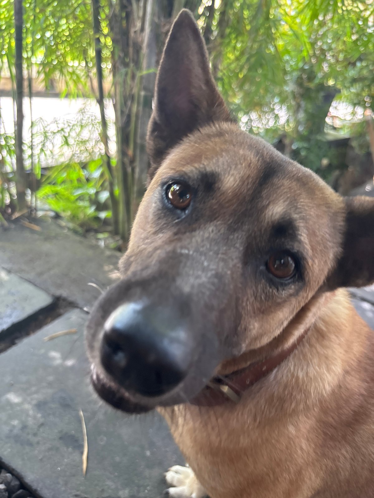 Morning cafe visit with dog companion in Kuta Selatan