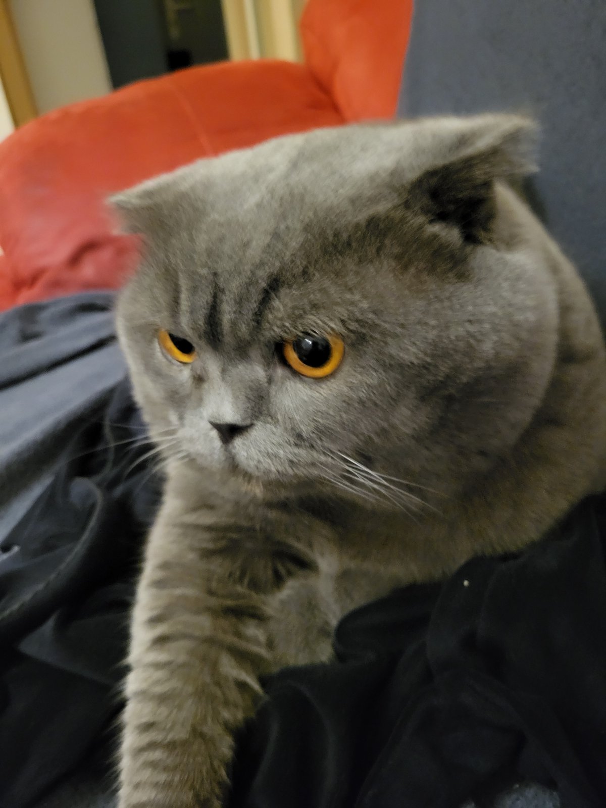 Grey cat, pizza, and coffee: a quiet night in