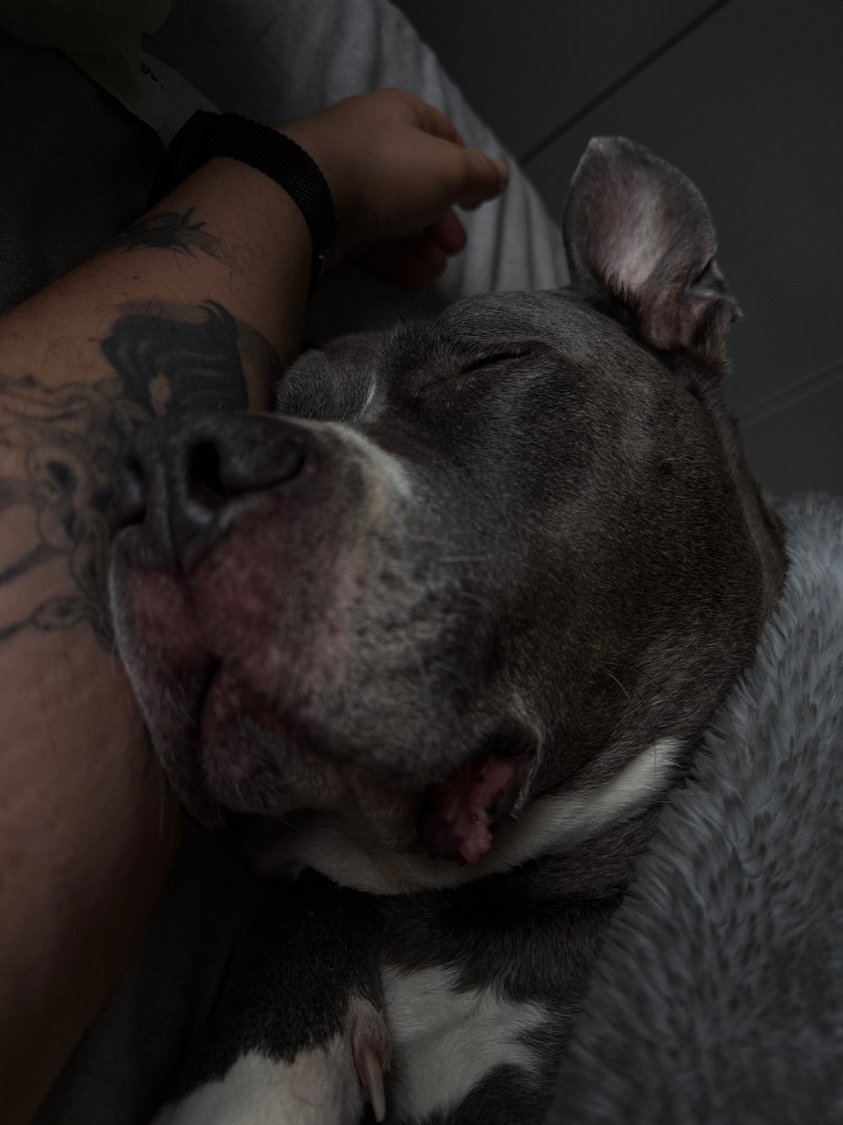 Dog sleeps peacefully on owner's arm in Luxembourg bedroom