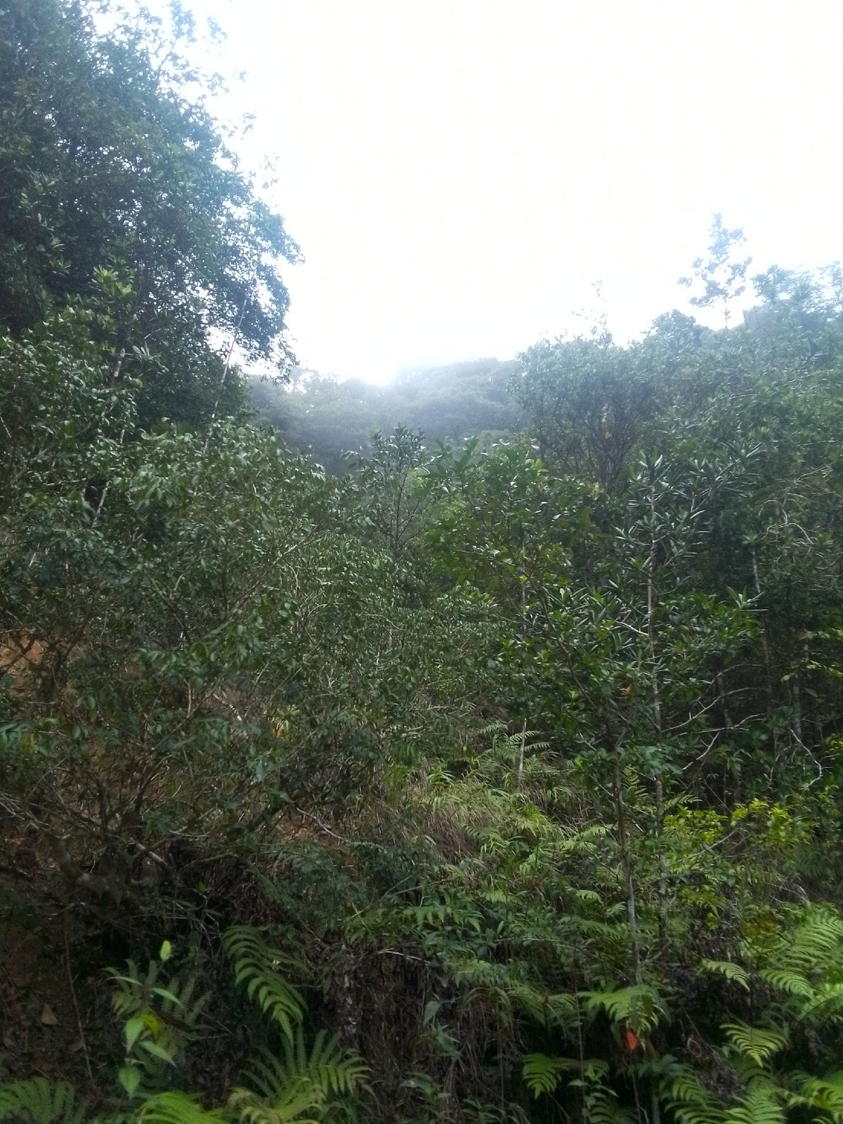 Flora documentation captured in foggy Las Piedras mountains