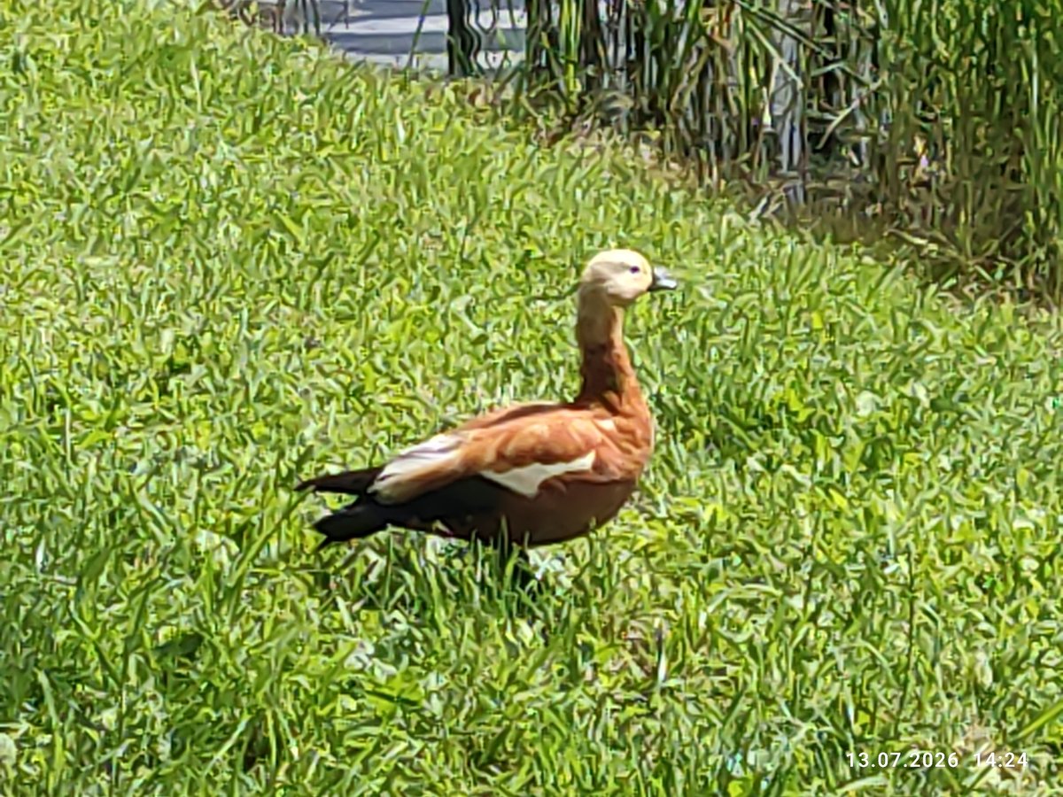 Ruddy shelducks lounge by a lily pad pond near Moscow