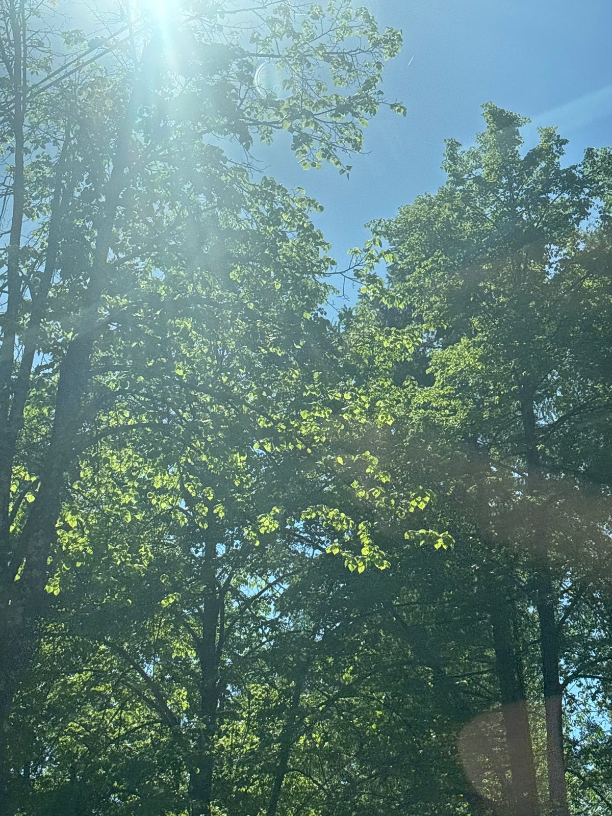 Sunlight filters through green canopy in Chaikovsky, Russia