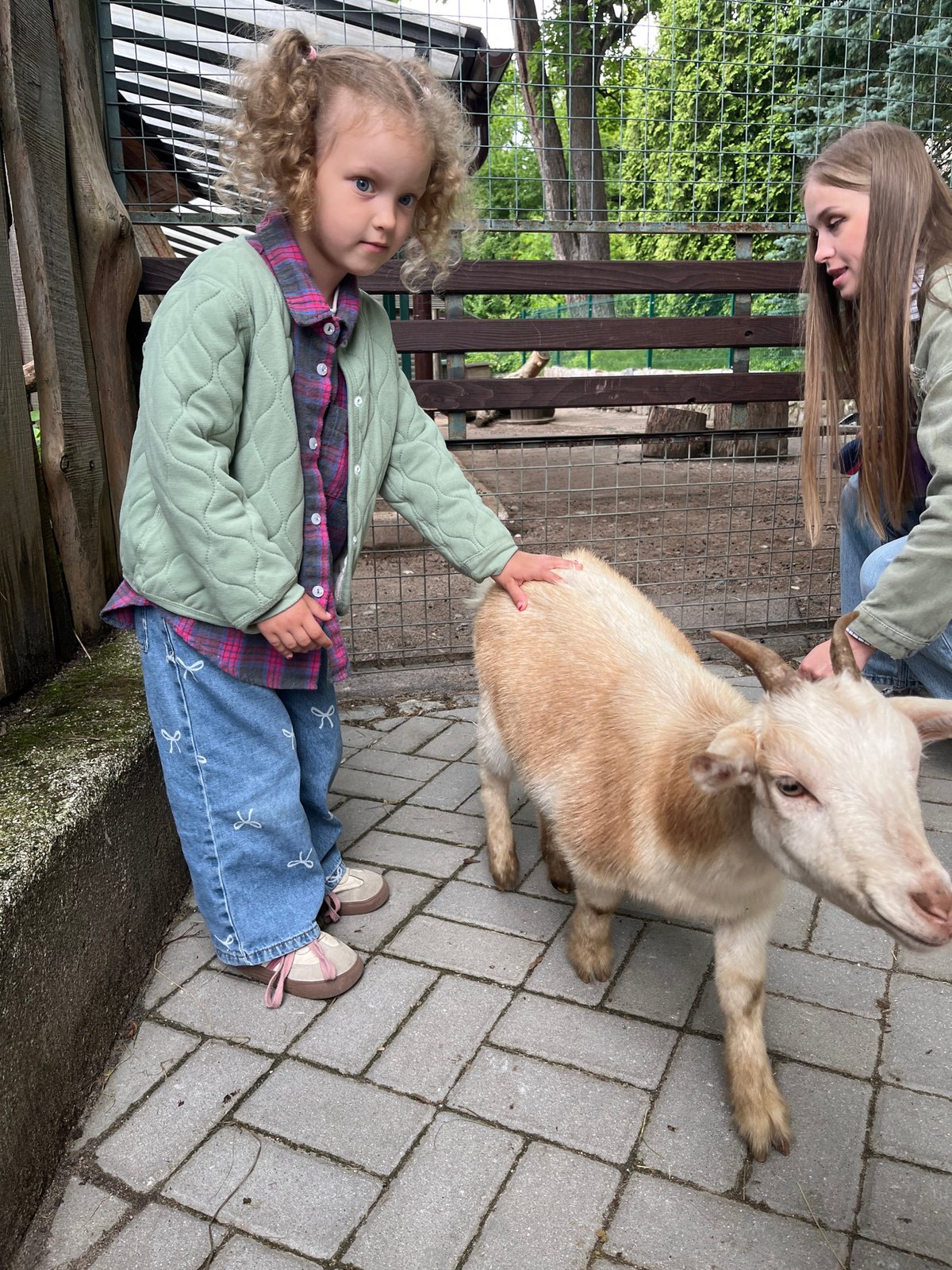 Afternoon at a Kaliningrad petting zoo with roaming goats