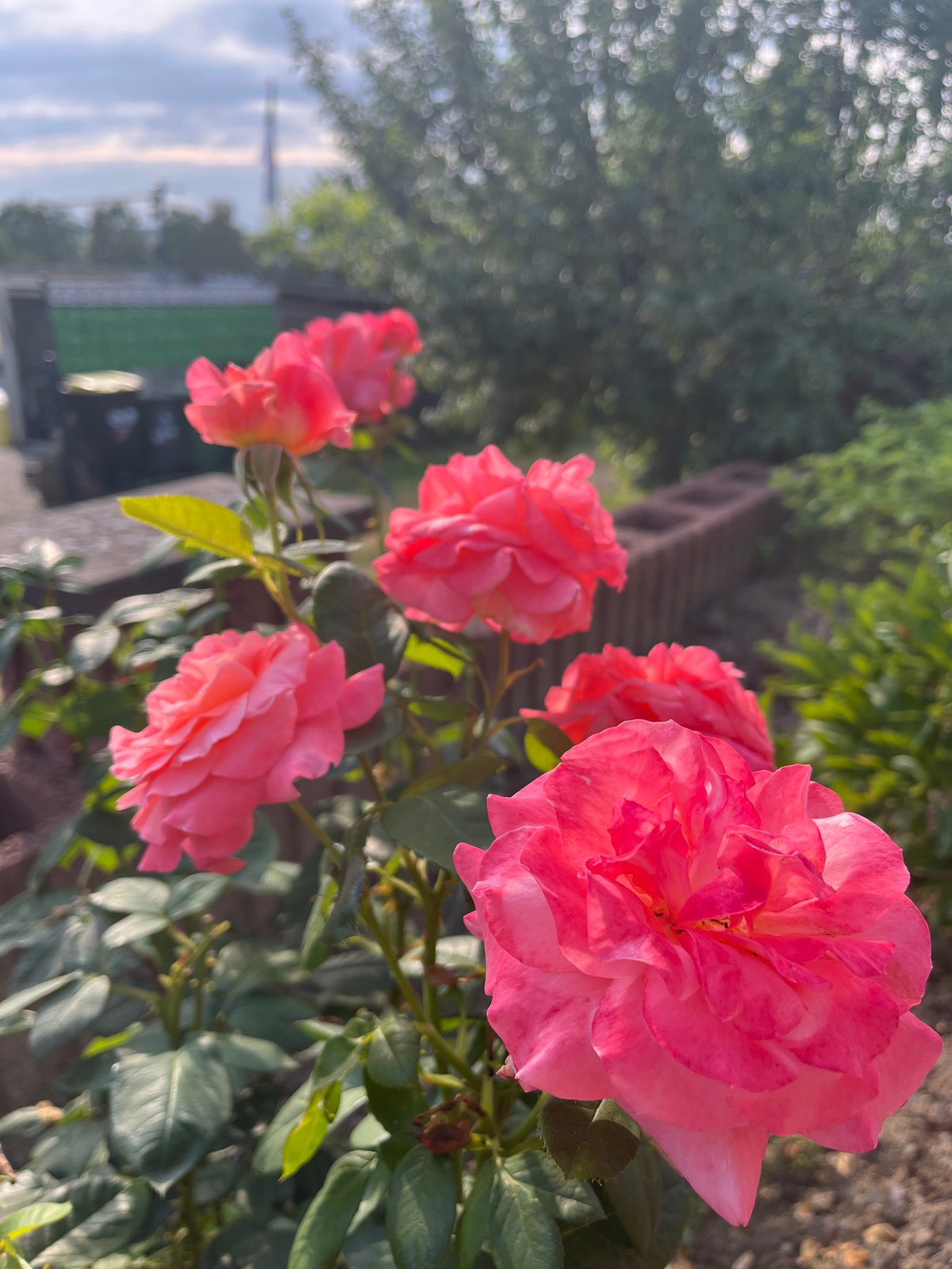 Sunny afternoon in a tidy Neustadt backyard garden