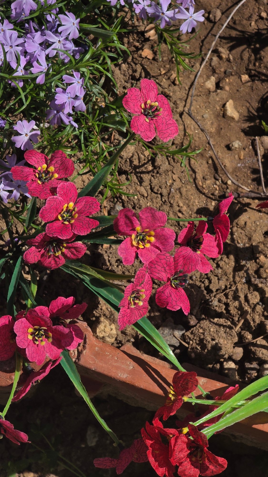 Morning garden and neighborhood scenes documented in Blagoevgrad