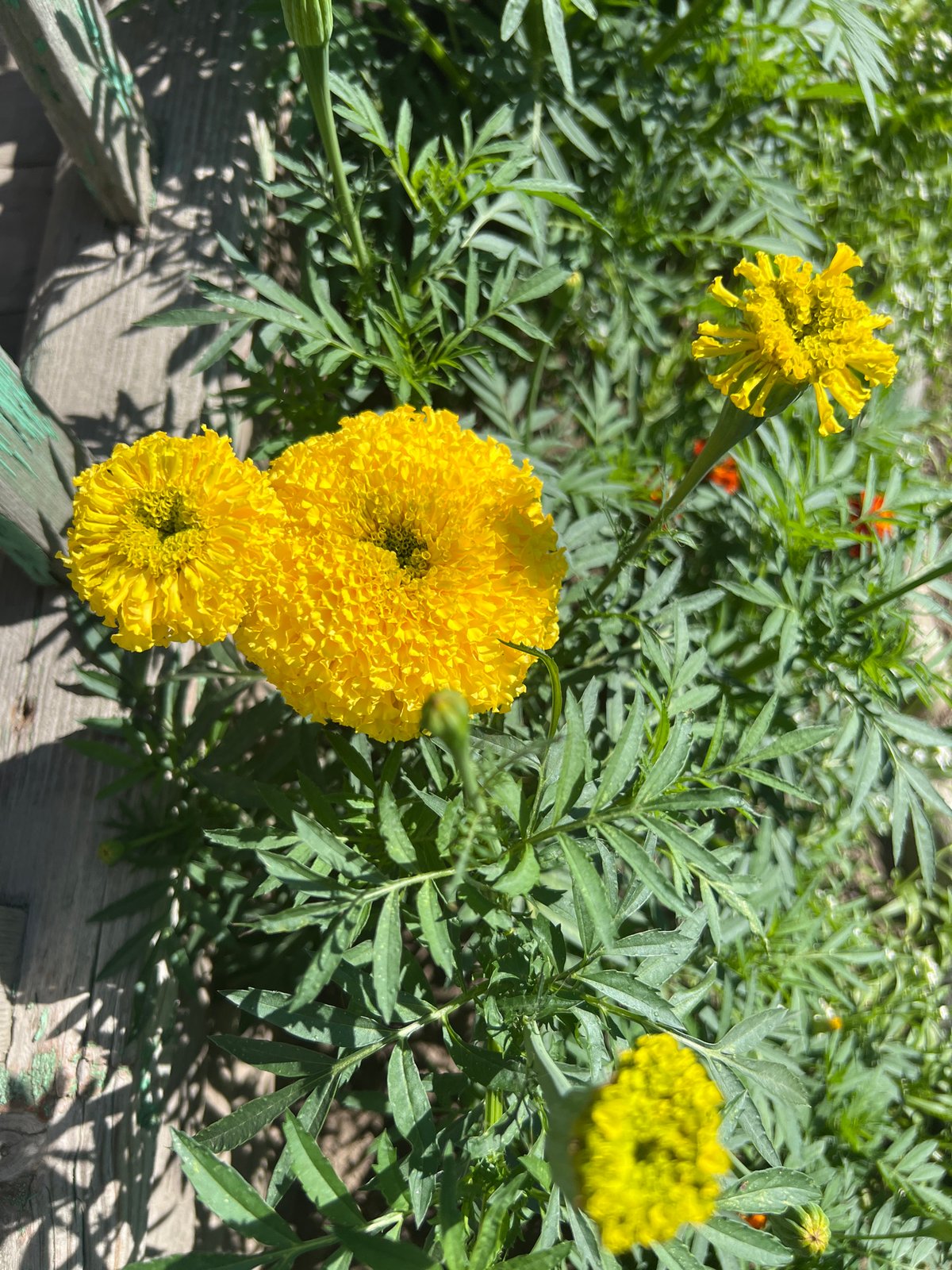 Midsummer garden blooms in close-up, Mochishche