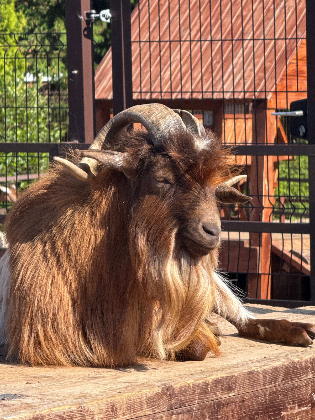 Zoo animals documented during afternoon visit in Izhevsk, Russia
