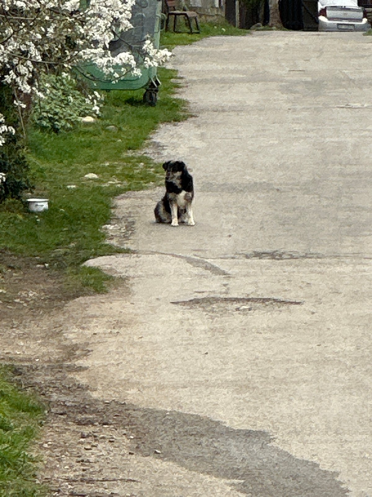 Morning scenes with playful dog documented in Apriltsi, Bulgaria