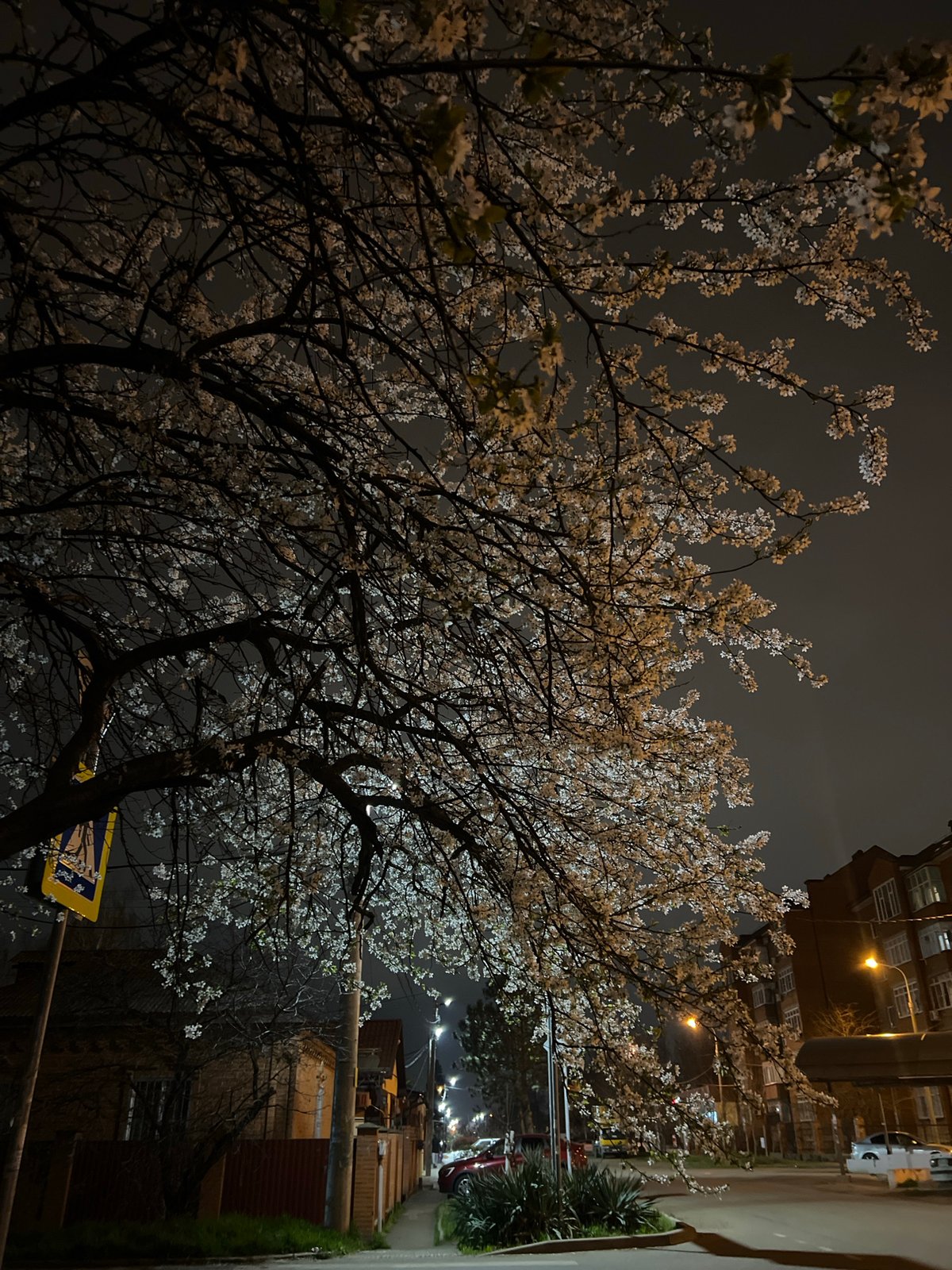 Night street scene with blooming trees in Krasnodar, Russia